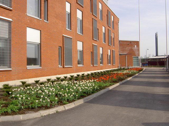 tulppaanit_kukassa1_020408